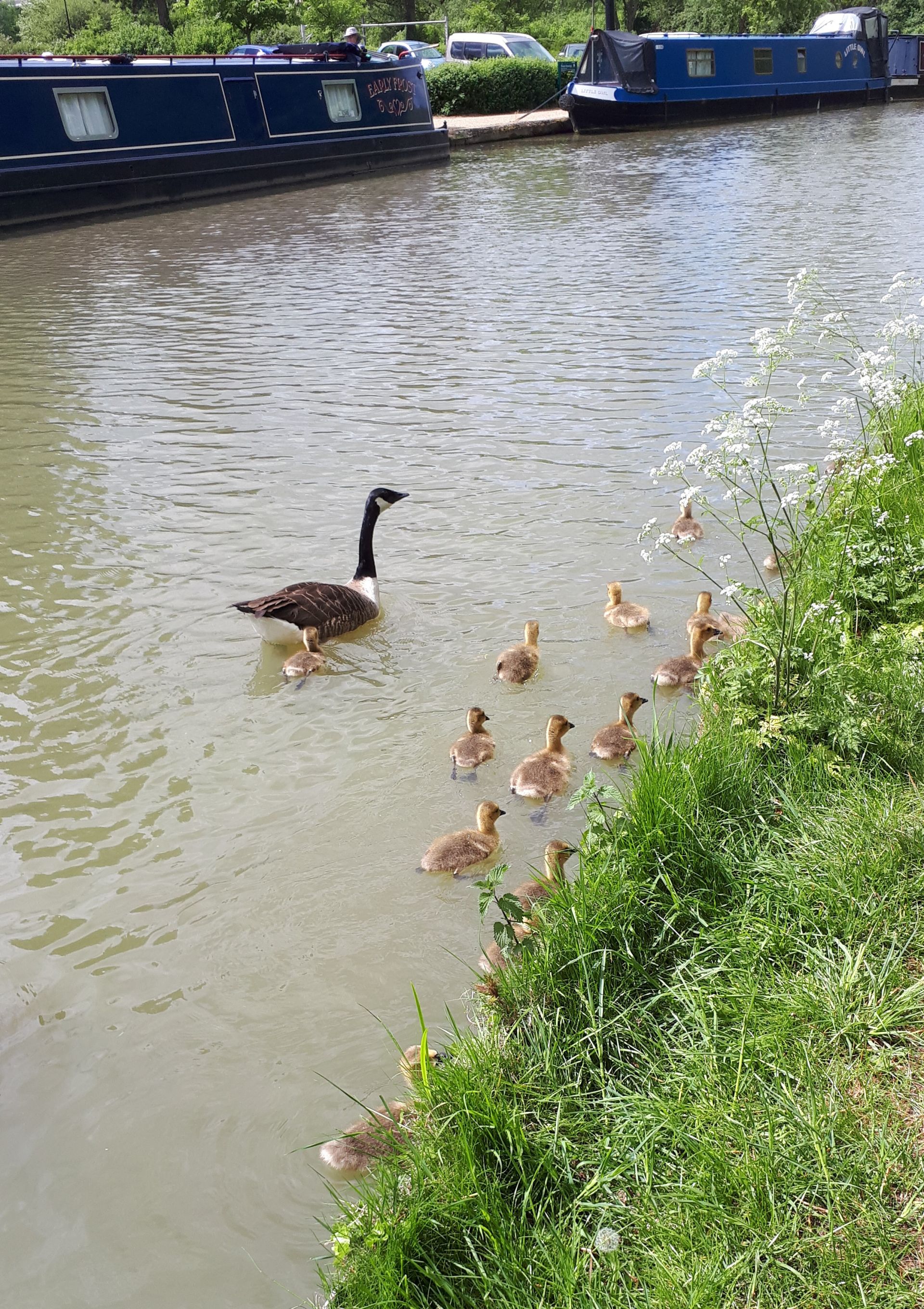 canal with wildlife